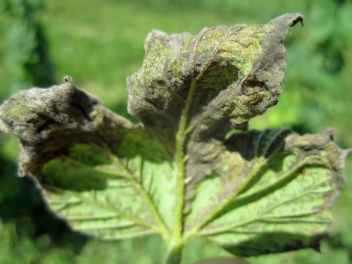 Downy mildew on leaf